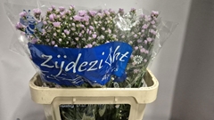 Aster Claudia 75cm 20gr.