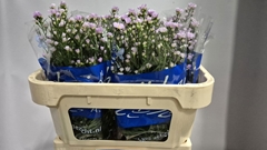 Aster Claudia 65cm 10gr.