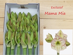 Hippeastrum Mama Mia 70cm