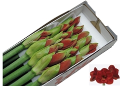 Hippeastrum Ferrari 70cm
