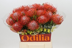 Leucospermum Tango 50cm