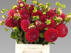 Dahlia Cornel 50cm