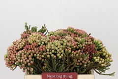 Brunia Laevis Red 35cm