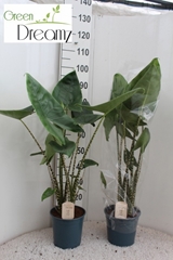 Alocasia Zebrina 21Ø 105cm