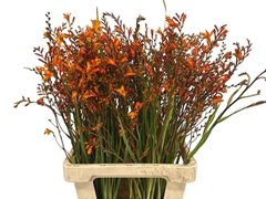 Crocosmia Lucifer 70cm