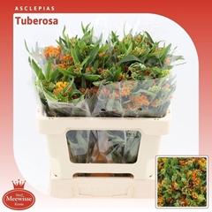 Asclepias Tuberosa 50cm