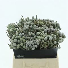 Brunia Laevis 40cm