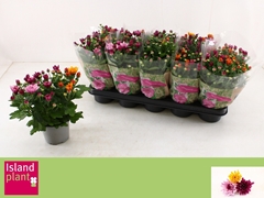 Chrysanth Mount Aubisque Mix 12Ø 26cm