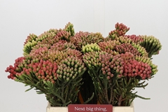 Brunia Laevis Red 40cm