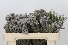 Brunia Laevis 50cm