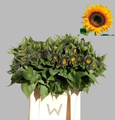 Helianthus Sunrich Orange 65cm 7cm Hd