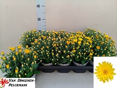 Chrysanth Gardenmumsaic Yellow 12Ø 25cm