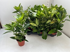 Aucuba Japonica Variegata 13Ø 40cm