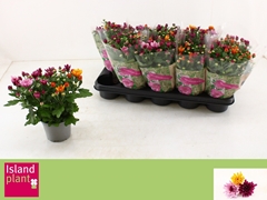 Chrysanth Mount Aubisque Mix 12Ø 26cm