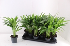 Dypsis Lutescens 10Ø 40cm