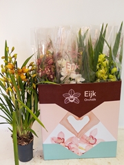 Cymbidium Mixed 14Ø 75cm 5st