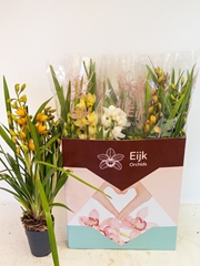 Cymbidium Mixed 14Ø 75cm 4st