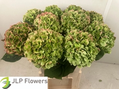 Hydrangea Verena Classic 80cm 21-23cm Hd