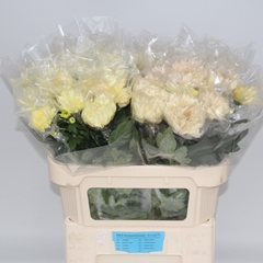 Chrysanth Single Avignon 70cm 75gr.