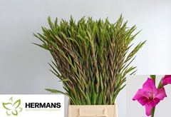 Gladiolus Summer Jewel 65cm 25gr.