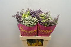 Limonium Sinense Diamond Mix 60cm 25gr.