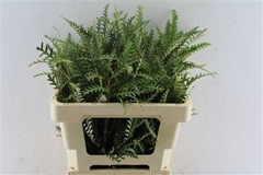 Grevillea Ivanhoe Bronze 55cm