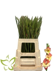 Gladiolus Primulinus Las Vegas 65cm 25gr.