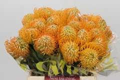 Leucospermum Jelena 40cm