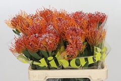 Leucospermum Naomi 60cm