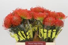 Leucospermum Succession 40cm