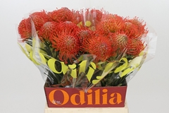 Leucospermum Succession 50cm