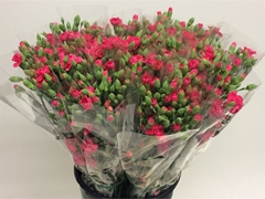 Dianthus Spray Celine 60cm