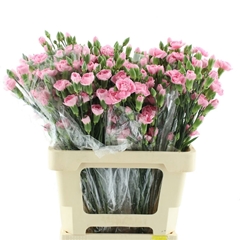 Dianthus Spray Pink Amelie 60cm