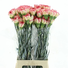 Dianthus Single Ali Baba 70cm