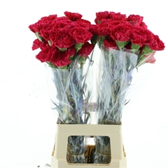 Dianthus Single Bizet 70cm