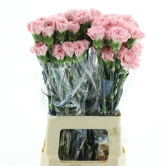 Dianthus Single Doncel 70cm