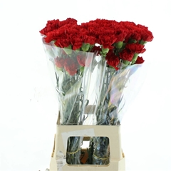 Dianthus Single Don Pedro 70cm