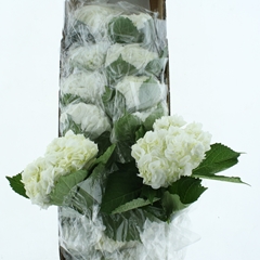 Hydrangea White Dome 60cm 16-18cm Hd
