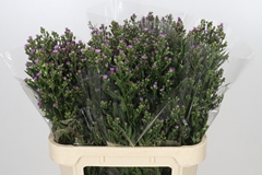 Aster Painted Lady 80cm 30gr.