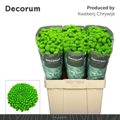 Chrysanth Santini Peptalk 55cm 40gr.