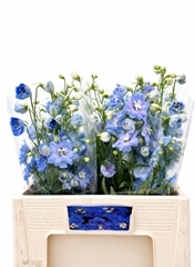 Delphinium Double Centurion Skyblue 60cm