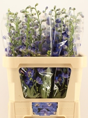 Delphinium Double Kings Blue Arrow 80cm