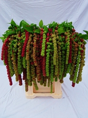 Amaranthus Caudatus Mira 75cm