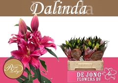 Lily Oriental Double Roselily Dalinda 65cm 3+