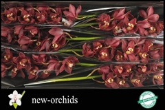 Cymbidium Priwine 80cm