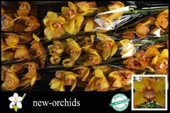 Cymbidium Esther 60cm