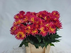 Dahlia Karma Sangria 70cm
