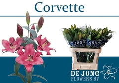Lily Oriental Corvette 75cm 3+