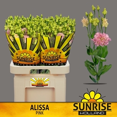 Eustoma Double Alissa Pink 70cm
