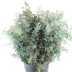 Acacia Baileyana Purpurea Per Bunch 60cm 200gr.